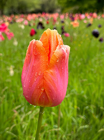 Kew Gardens