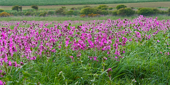 Bempton Cliffs Wildflowers