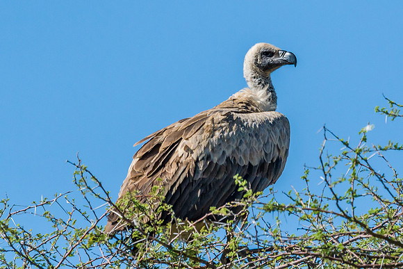 Cape Vulture