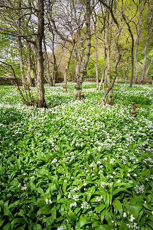 Garlic Forest 2