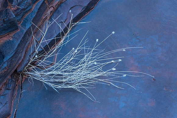 Kalamina Gorge Grass Detail