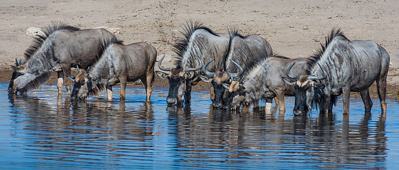 Blue Wildebeest