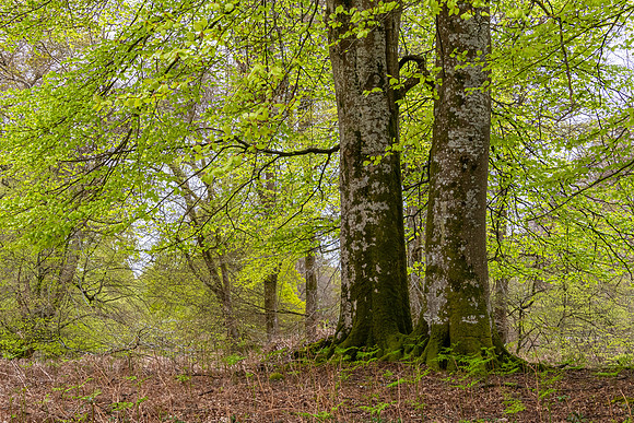 New Forest, Spring