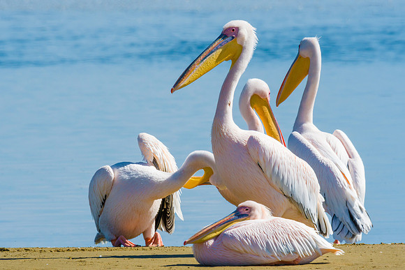Great White Pelican