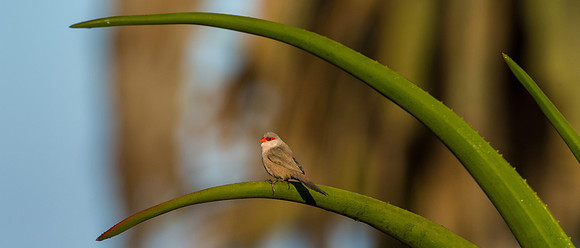 Common Waxbill