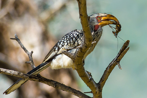 Southern Yellow-billed Hornbill