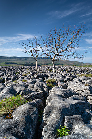Southerscales Trees, Yorkshire Dales
