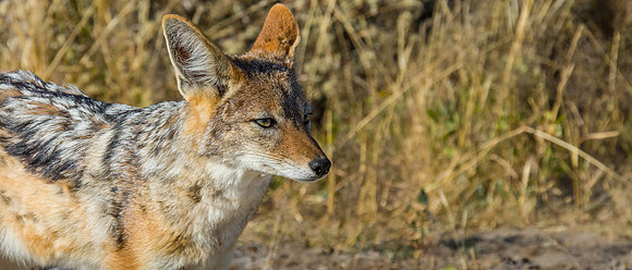 Black-backed Jackal