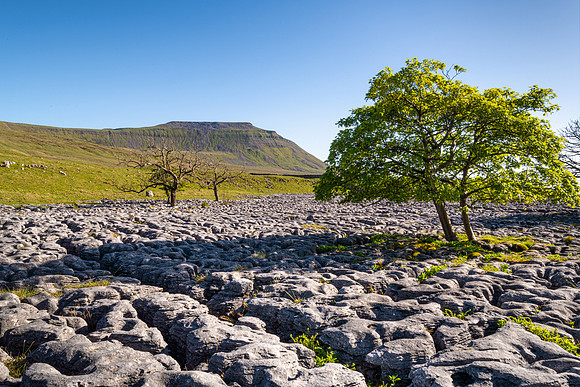 Spring Tree in Limestone, Yorkshire Dales