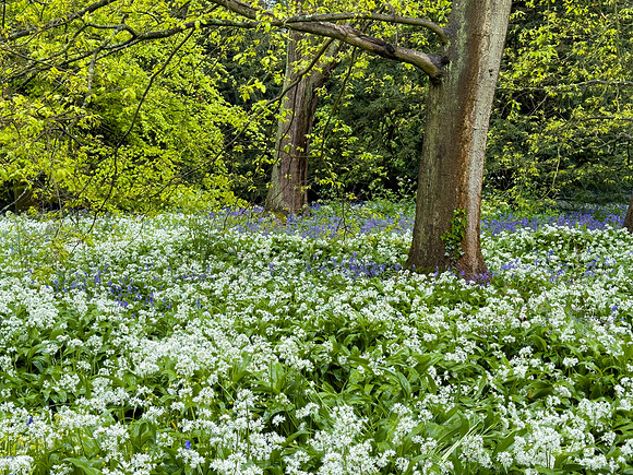Kew Gardens