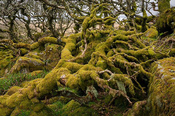 Wistman's Wood
