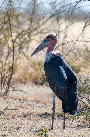 Marabou Stork