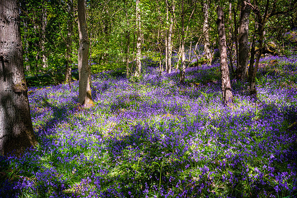 Bluebells 2, Froggatt Edge, Peak District
