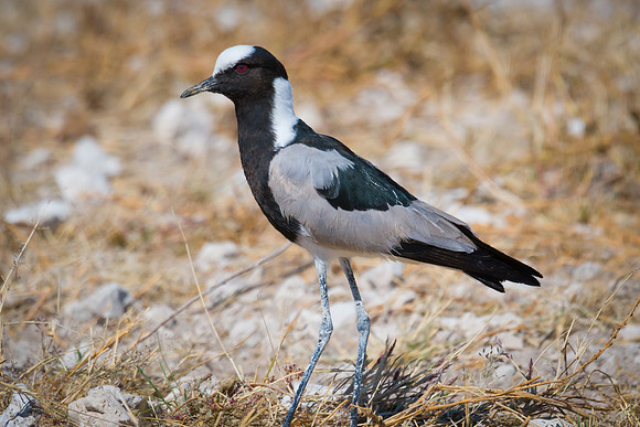 Blacksmith Lapwing