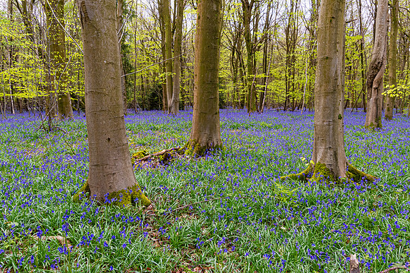 Ashford Bluebells