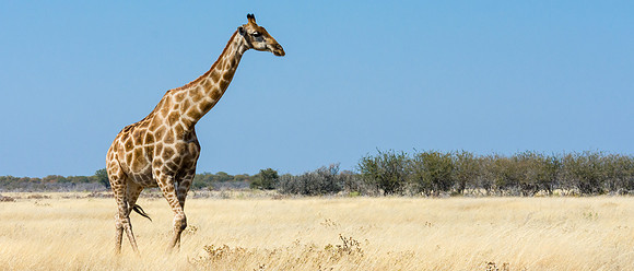 Giraffe