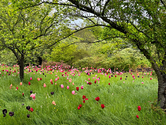 Kew Gardens