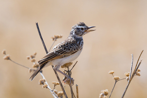 Sabota Lark