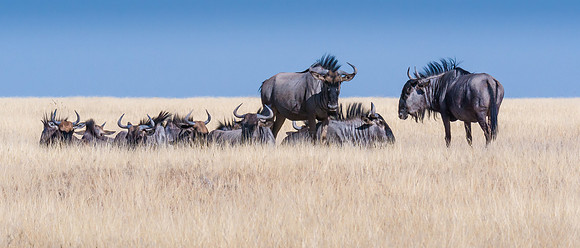 Blue Wildebeest