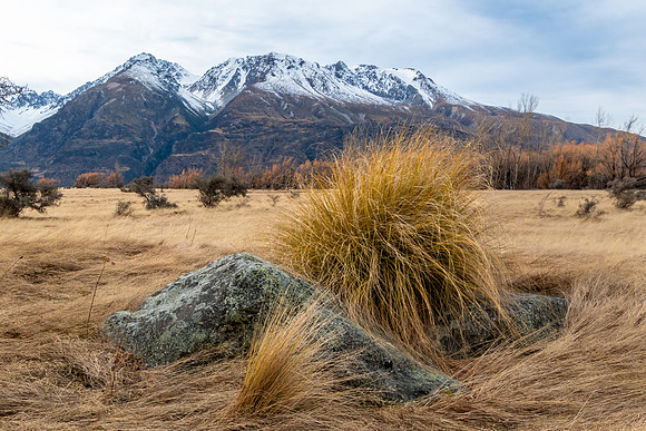 Tufted Grass near Mount Sealy