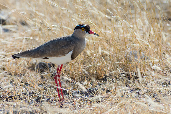 Crowned Lapwing