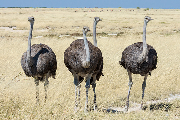 Ostrich