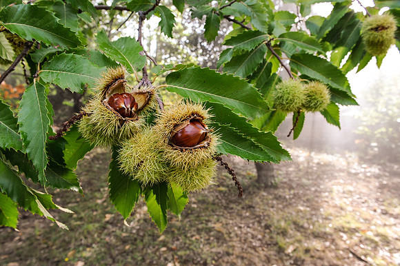 Tuscan Chestnuts