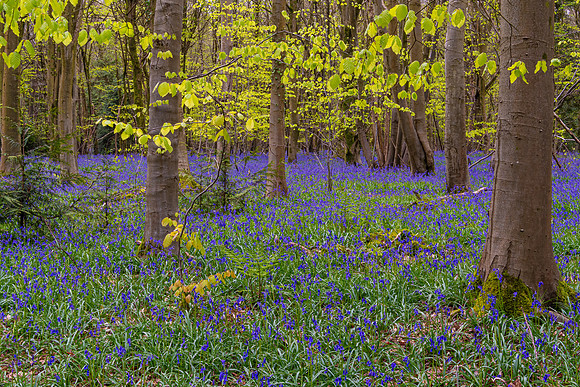 Ashford Bluebells