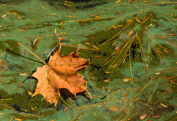 Leaf Trails II, Vermont