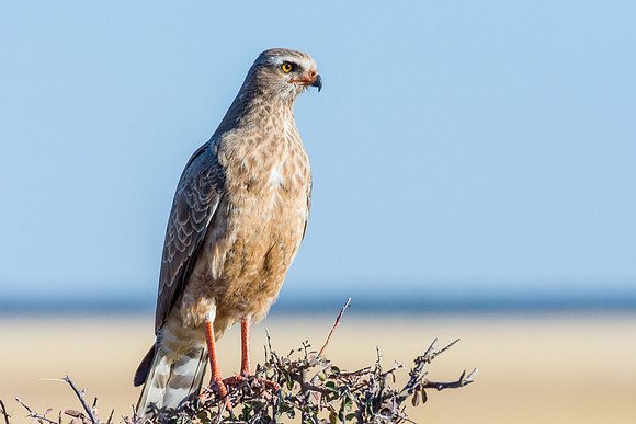 Pale Chanting Goshawk (Juvenile)