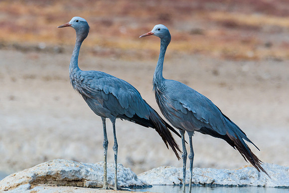 Blue Crane