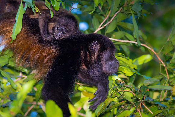 Howler Monkey
