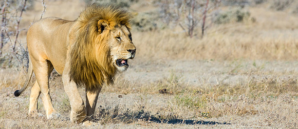 Lion
