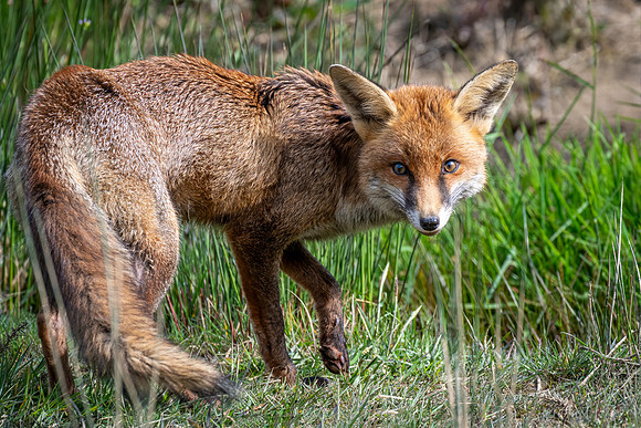 Fox