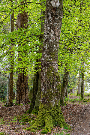 New Forest, Spring