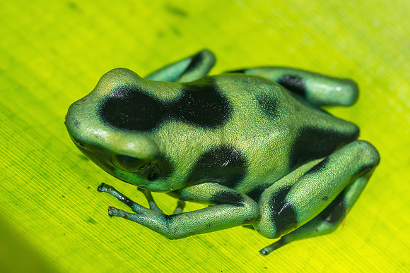 Black and Green Dart Frog