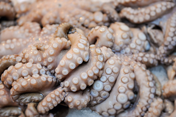 Octopus Rialto Fish Market