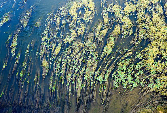 River Arno Weeds