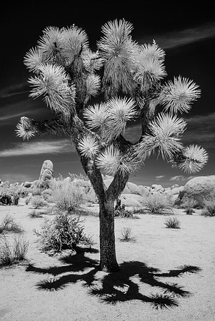 Joshua Tree I, Limited Edition