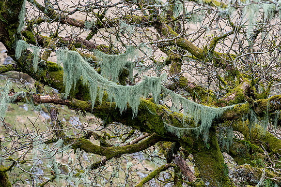 Wistman's Wood