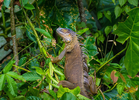 Green Iguana