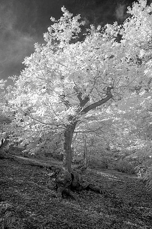 Tuscan Oak, Infra-red