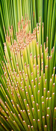 GrassTree1