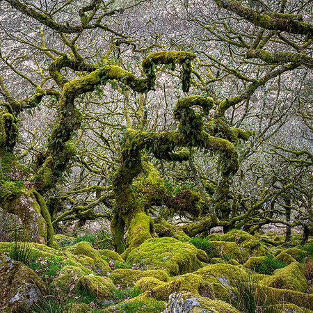 Wistman's Wood