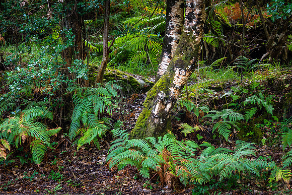 Killarney National Park, Ring of Kerry