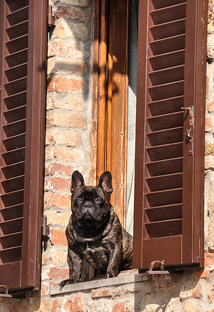 Tuscan Dog