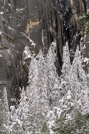 Snow Covered Firs
