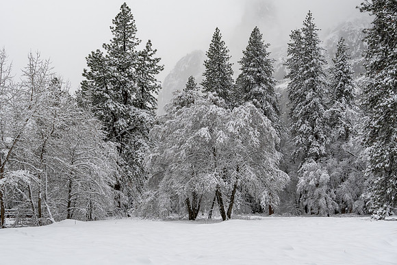 Cook's Meadow II