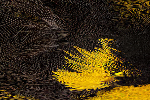 Flights of Sorrow: Helmeted Honeyeater – Endangered