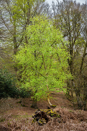 New Forest, Spring
